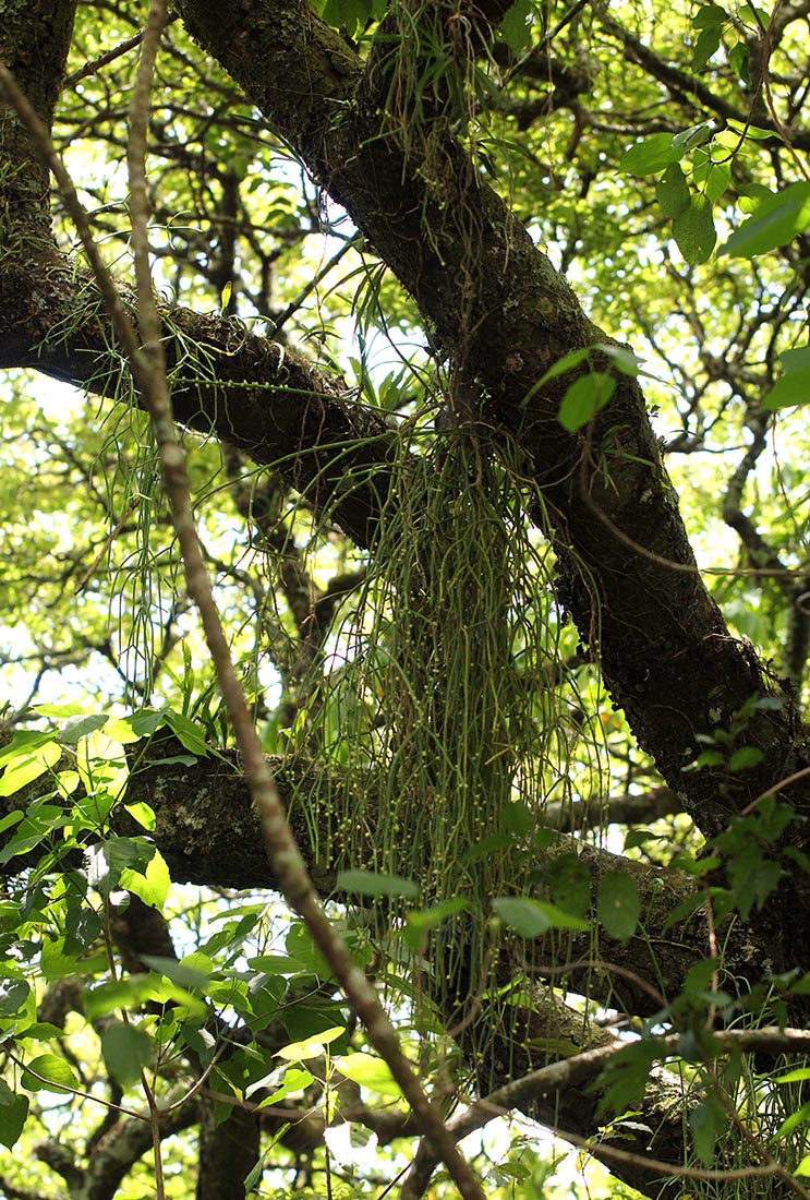 Rhipsalis baccifera Rhipsalis baccifera