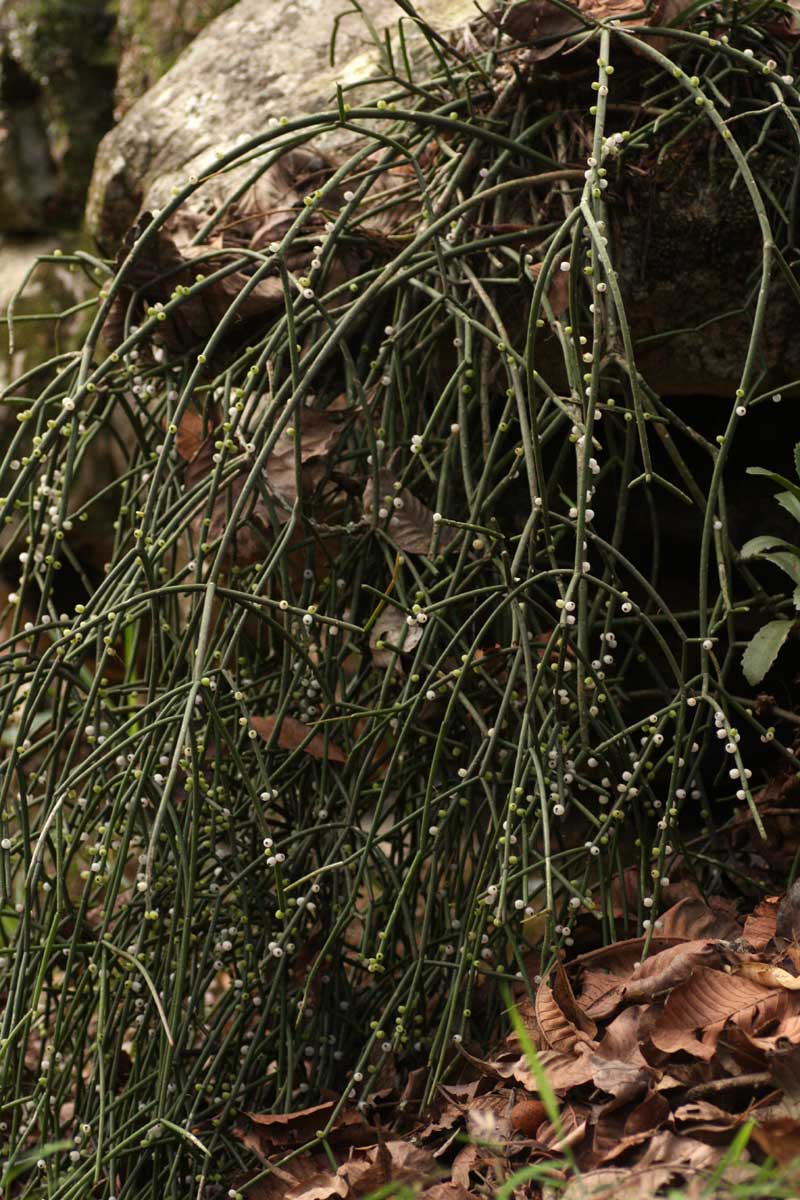 Rhipsalis baccifera Rhipsalis baccifera