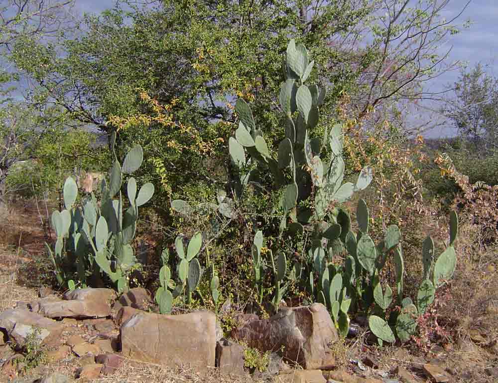 Opuntia ficus-indica