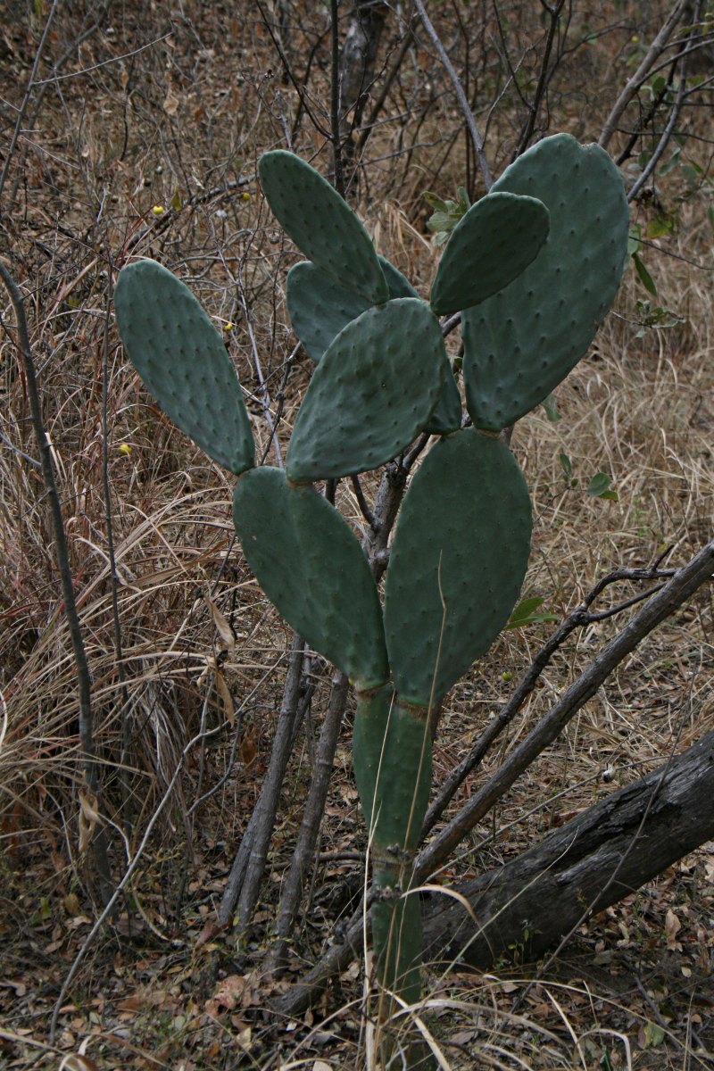 Opuntia ficus-indica