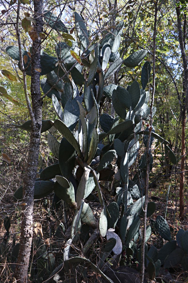 Opuntia ficus-indica