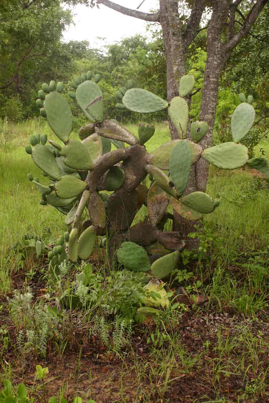 Opuntia ficus-indica