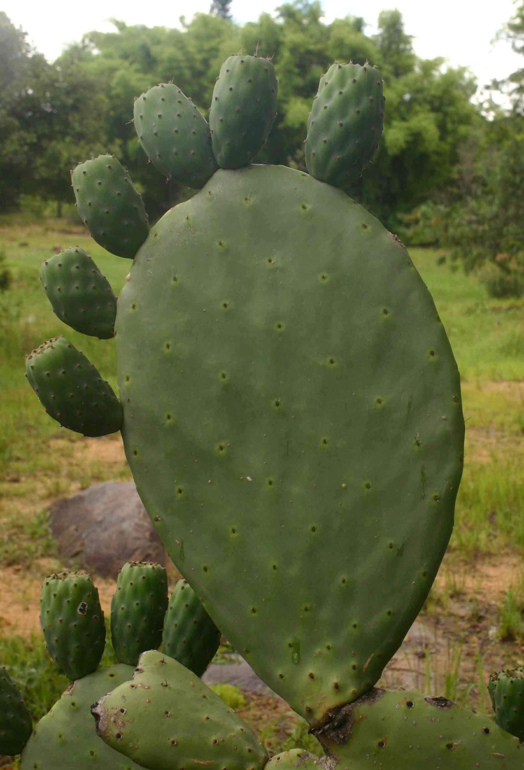 Opuntia ficus-indica