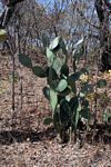 Opuntia ficus-indica
