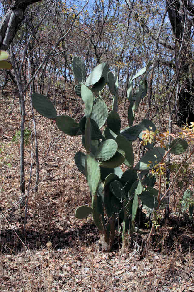 Opuntia ficus-indica