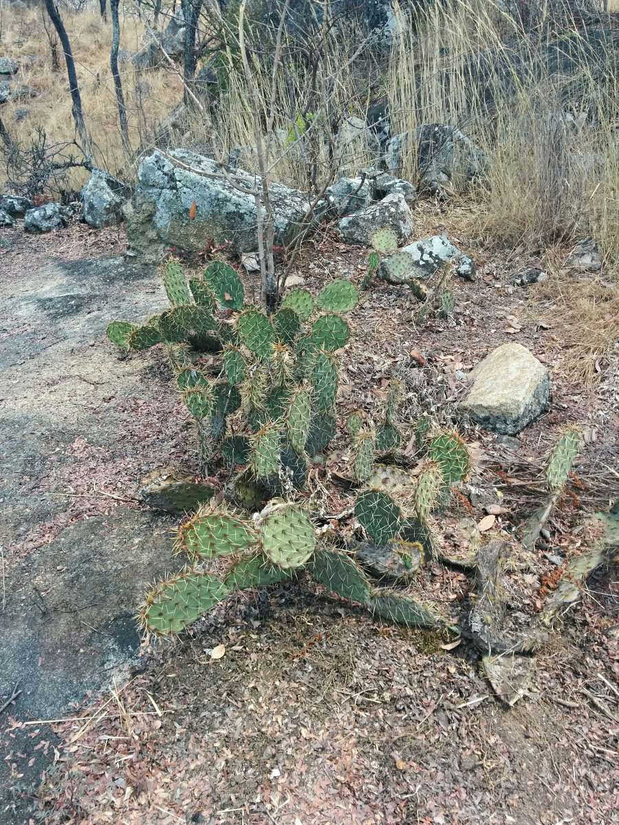 Opuntia ficus-indica