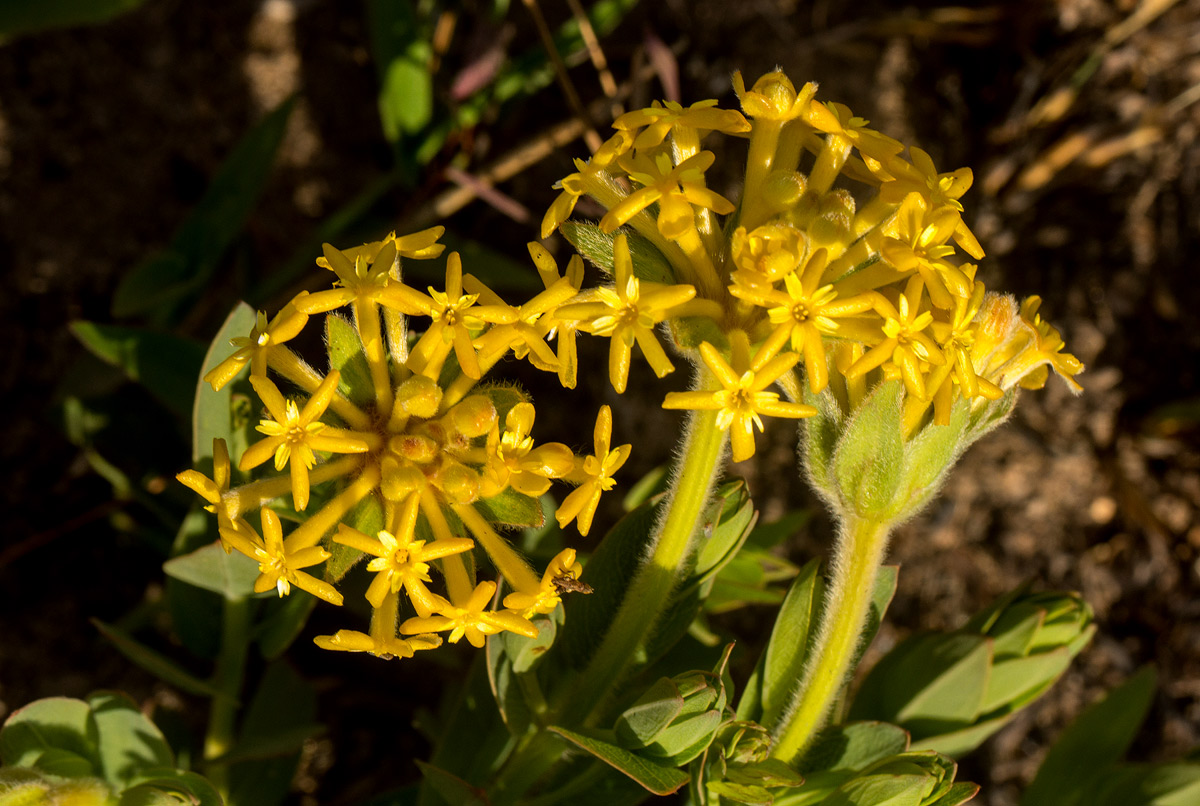 Gnidia kraussiana var. kraussiana