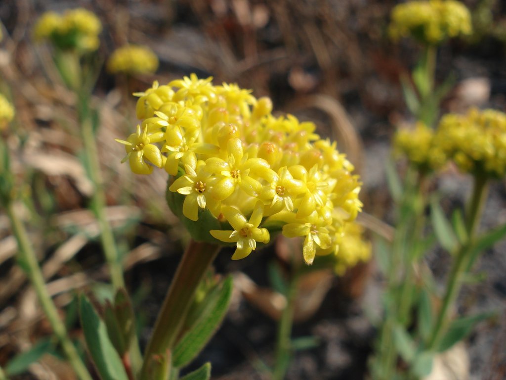Gnidia kraussiana var. kraussiana Gnidia kraussiana var. kraussiana