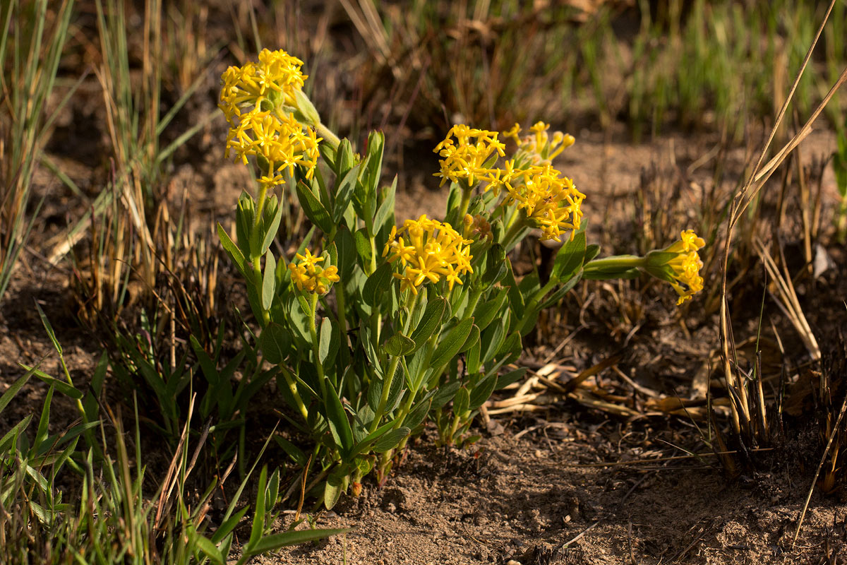 Gnidia kraussiana var. kraussiana Gnidia kraussiana var. kraussiana
