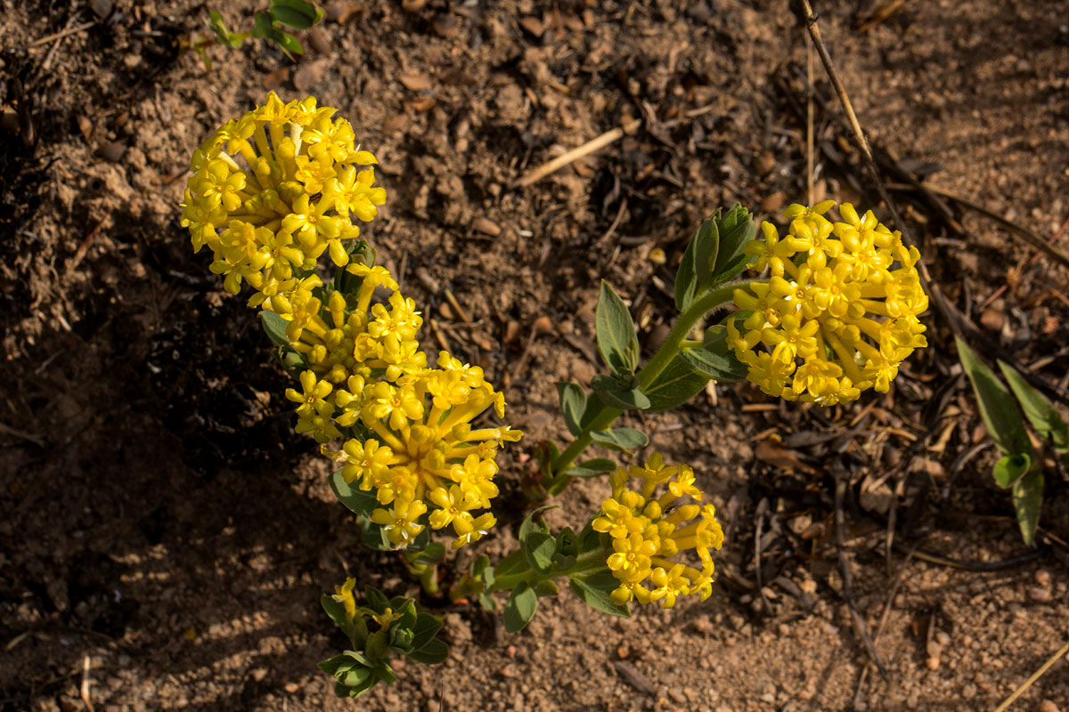 Gnidia kraussiana var. kraussiana Gnidia kraussiana var. kraussiana