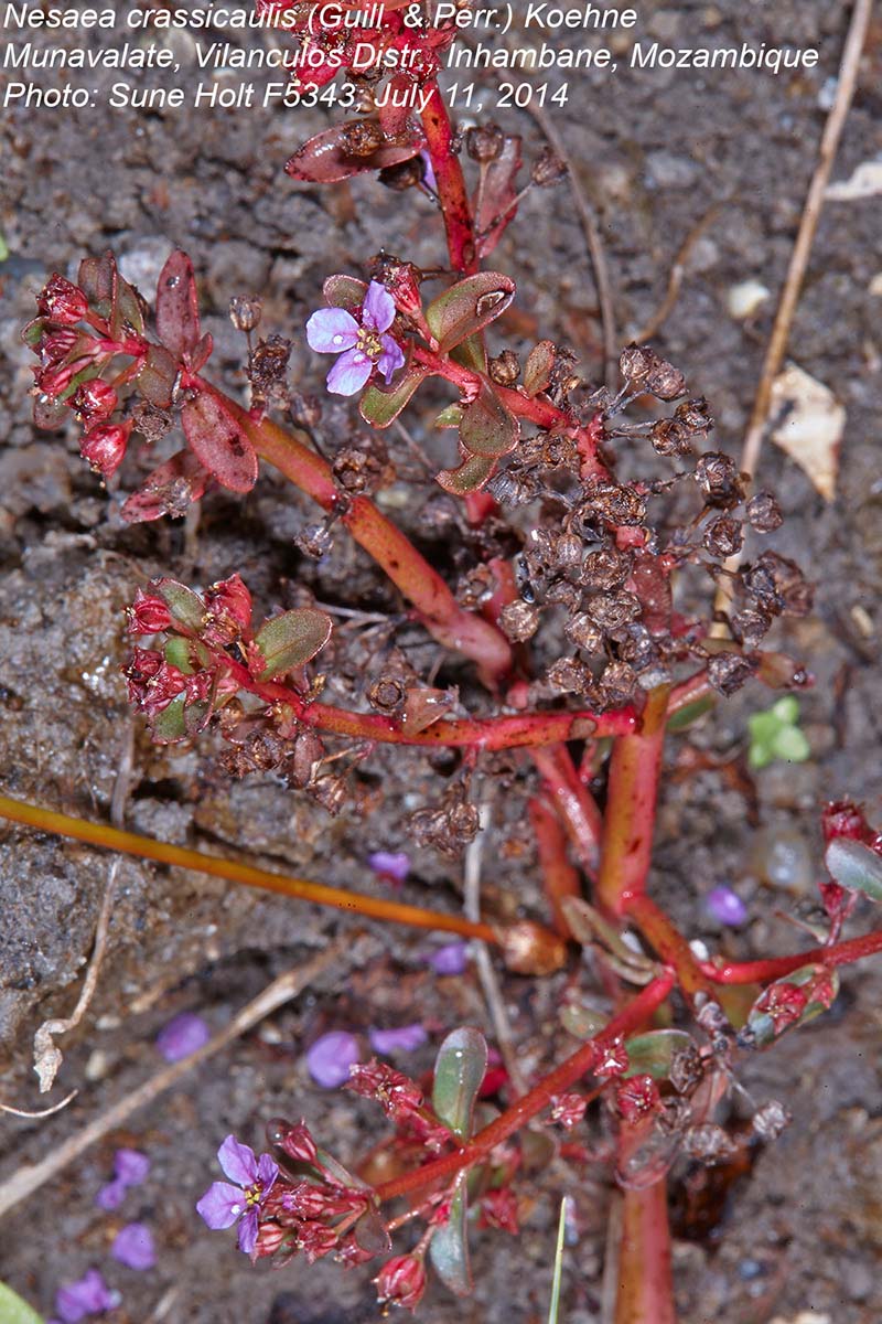 Nesaea crassicaulis