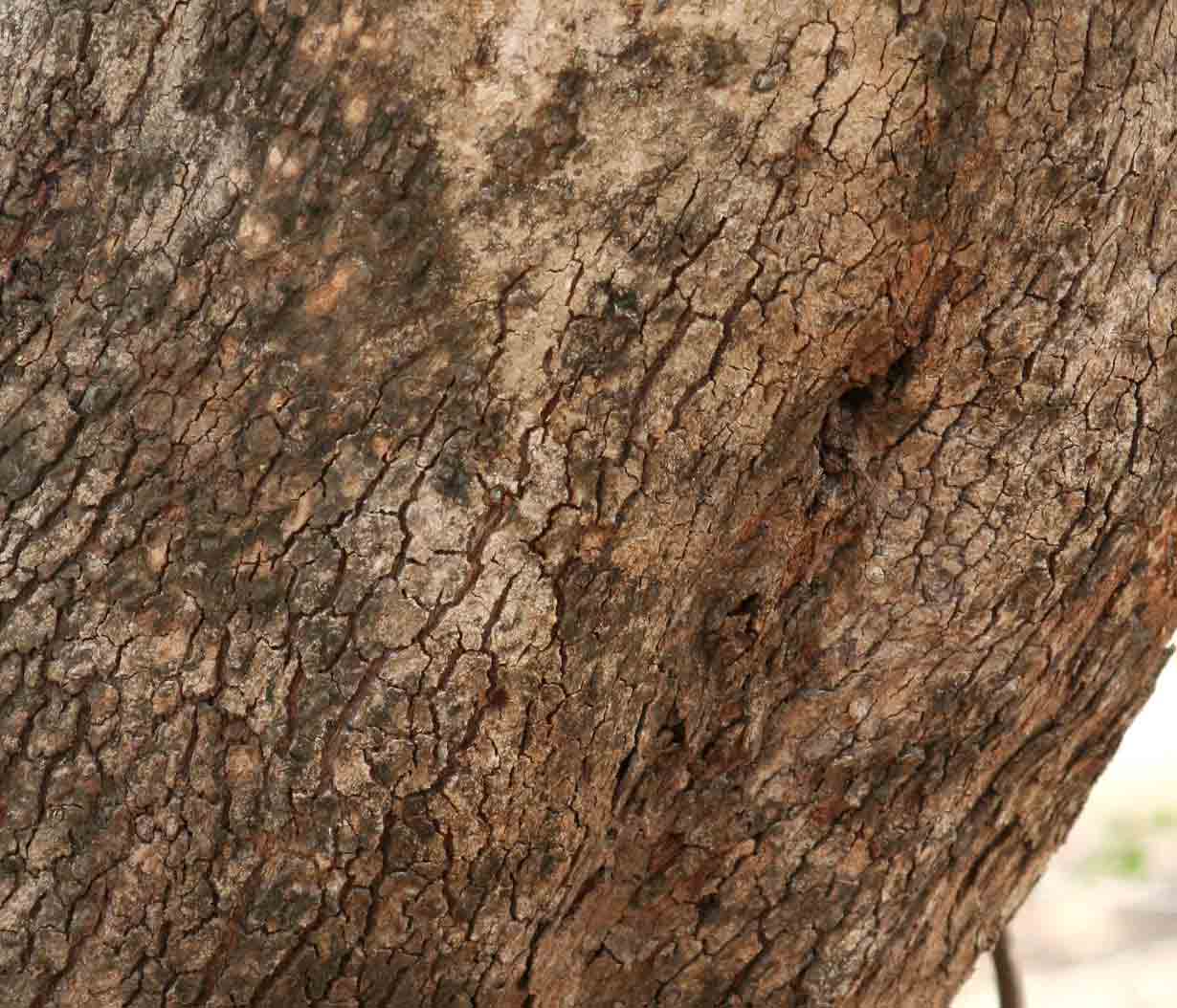 Combretum adenogonium Combretum adenogonium