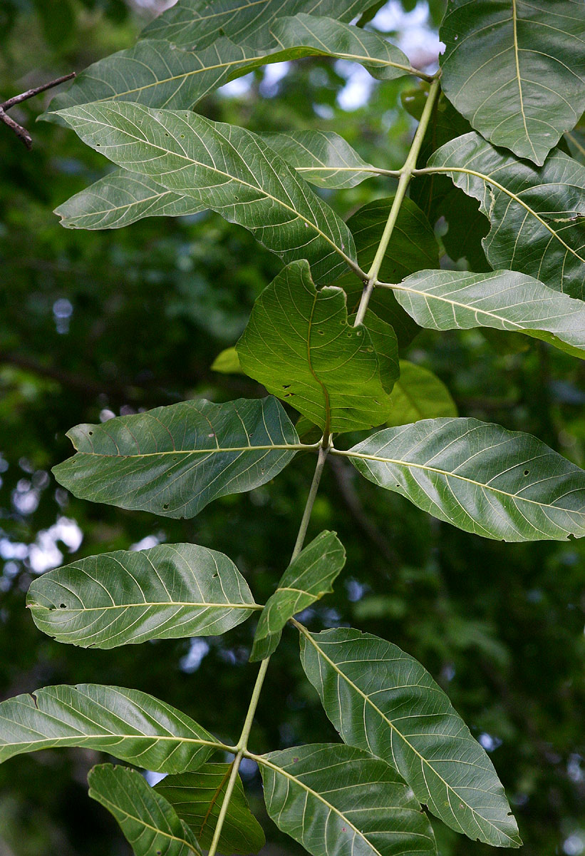 Combretum adenogonium Combretum adenogonium