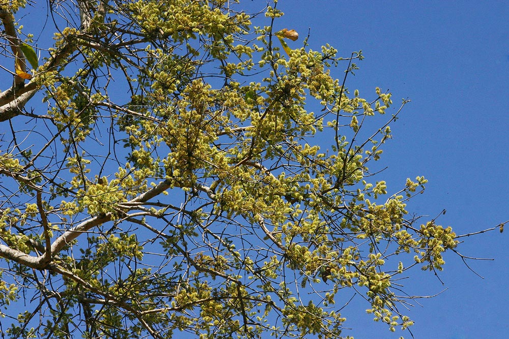 Combretum adenogonium Combretum adenogonium