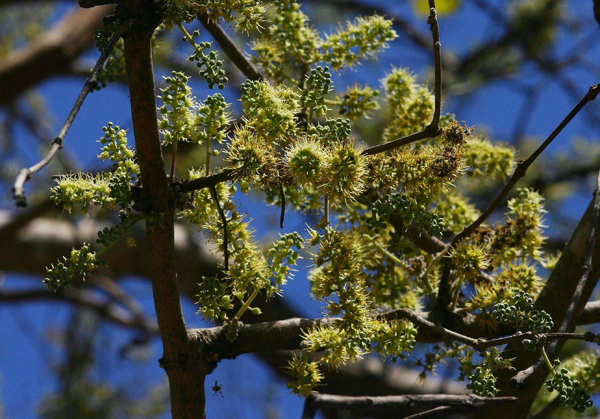 Combretum adenogonium Combretum adenogonium