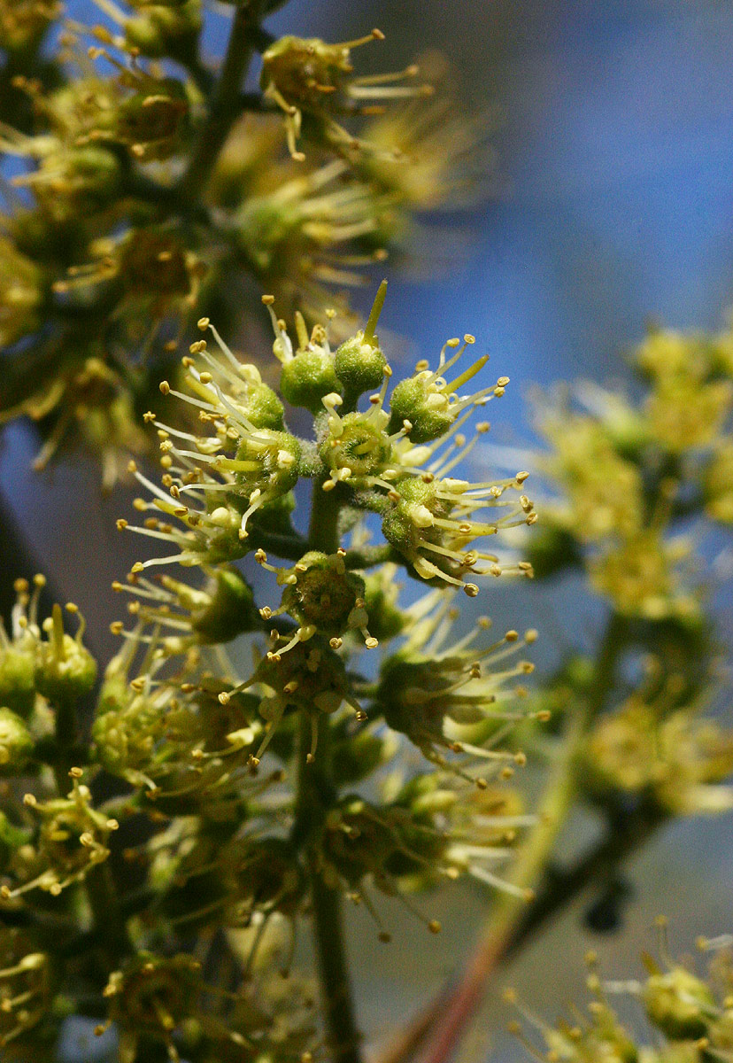 Combretum adenogonium Combretum adenogonium