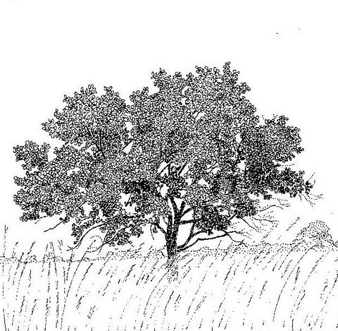 Combretum adenogonium Combretum adenogonium