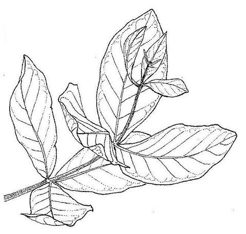 Combretum adenogonium Combretum adenogonium