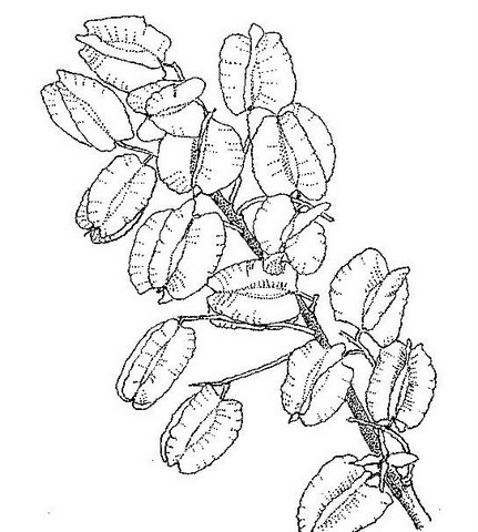 Combretum adenogonium