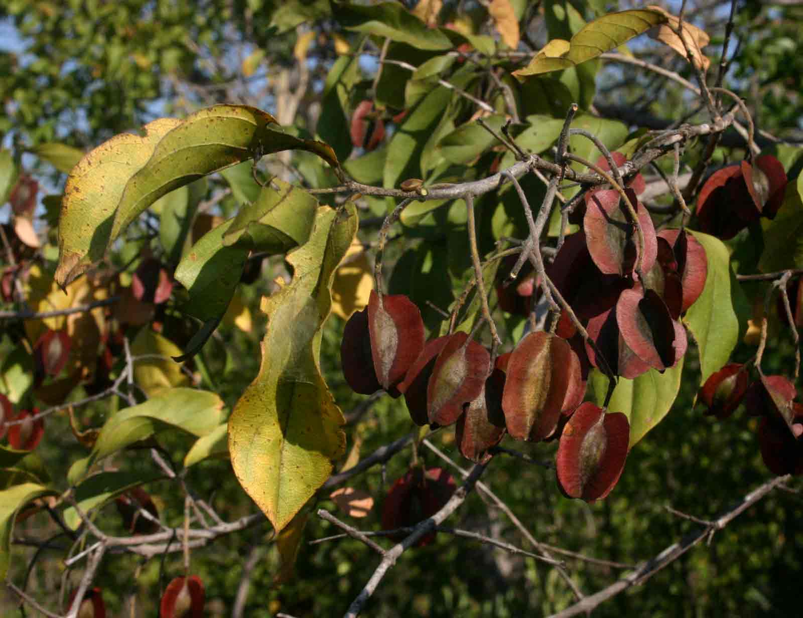 Combretum apiculatum subsp. apiculatum Combretum apiculatum subsp. apiculatum