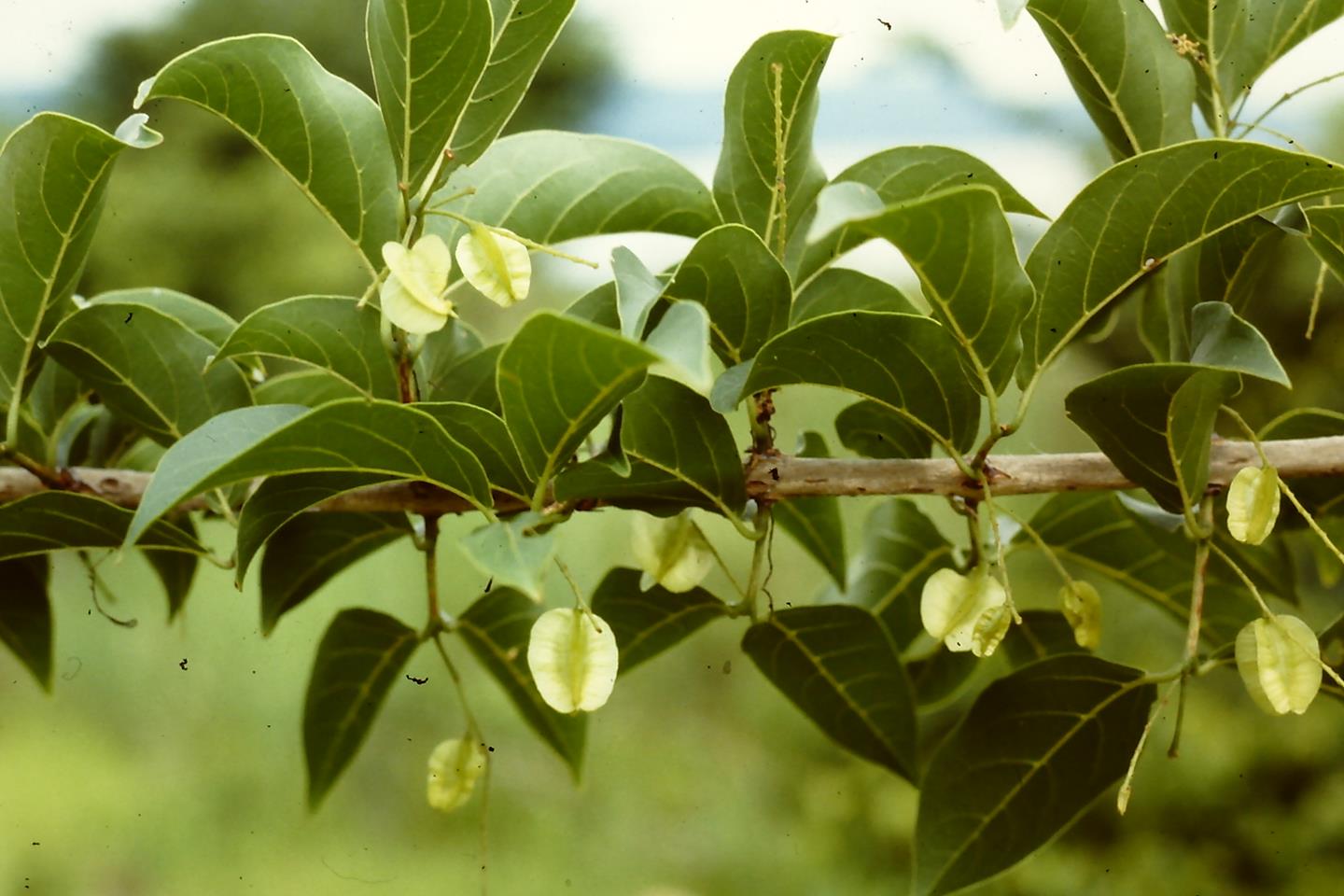 Combretum celastroides subsp. celastroides