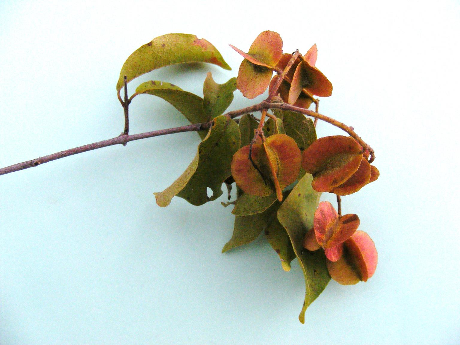 Combretum celastroides subsp. celastroides