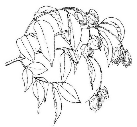 Combretum celastroides subsp. celastroides