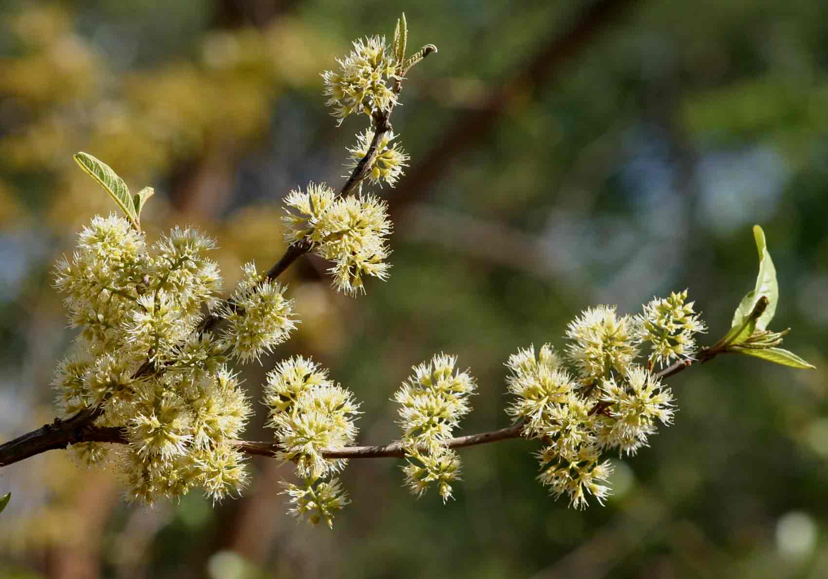 Combretum elaeagnoides Combretum elaeagnoides
