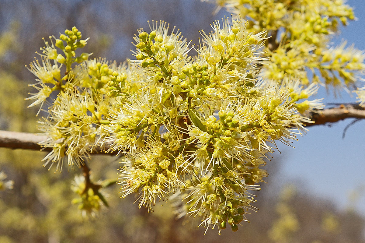 Combretum elaeagnoides Combretum elaeagnoides