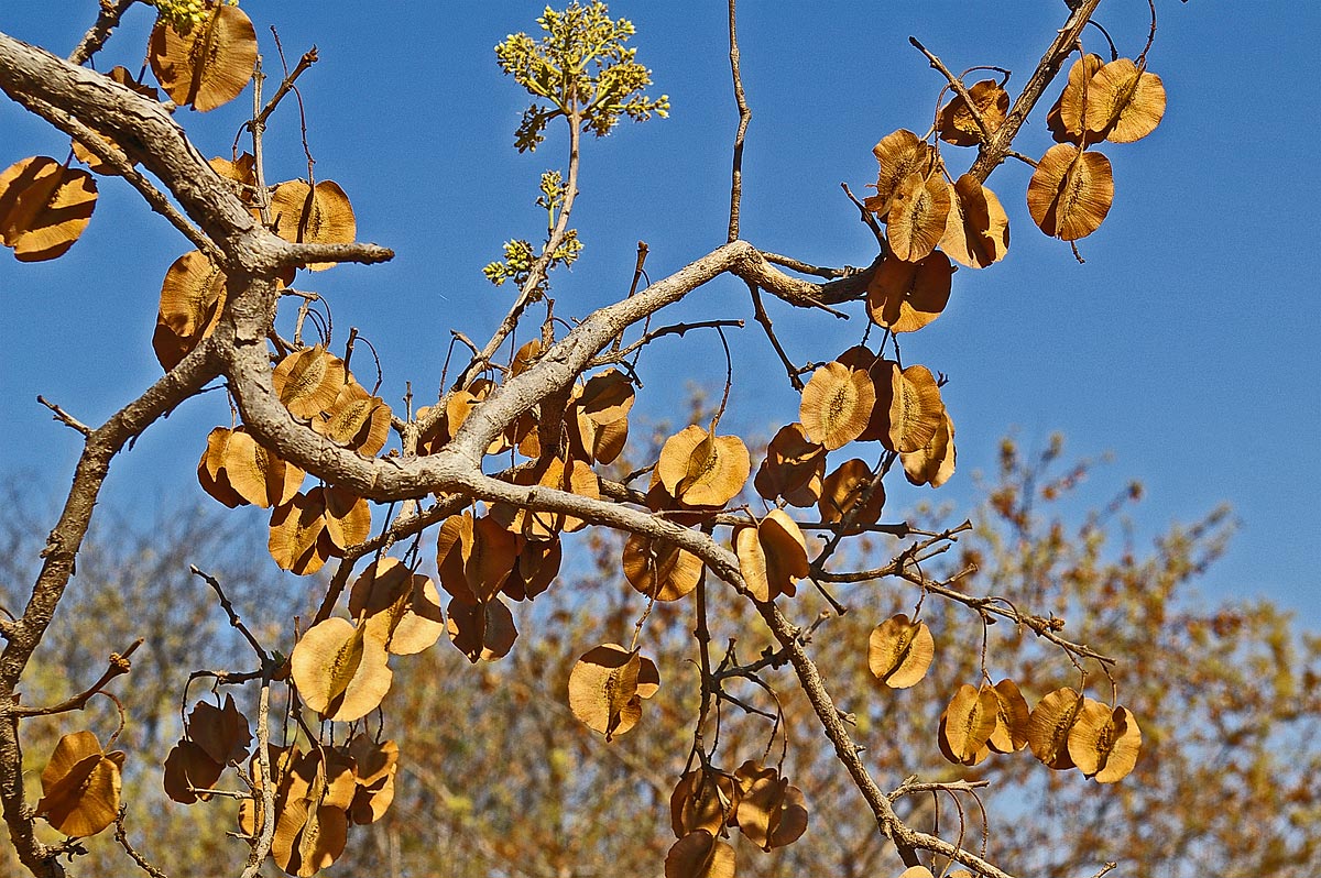 Combretum elaeagnoides Combretum elaeagnoides