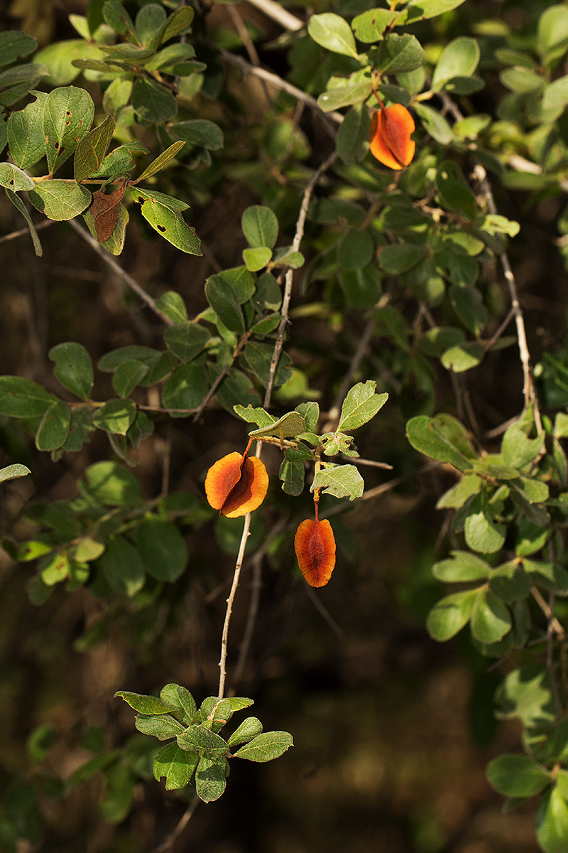 Combretum hereroense subsp. hereroense