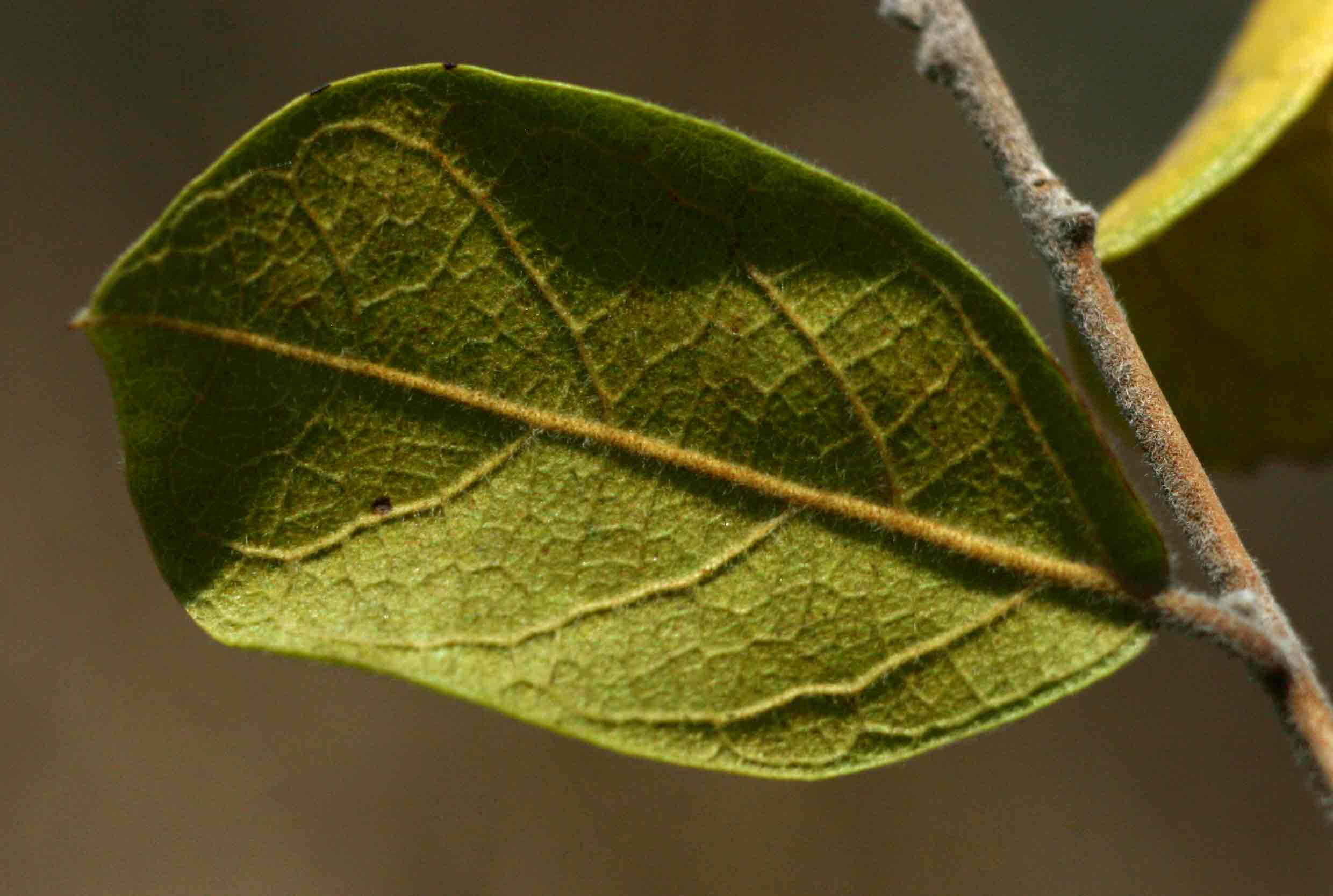 Combretum hereroense subsp. hereroense
