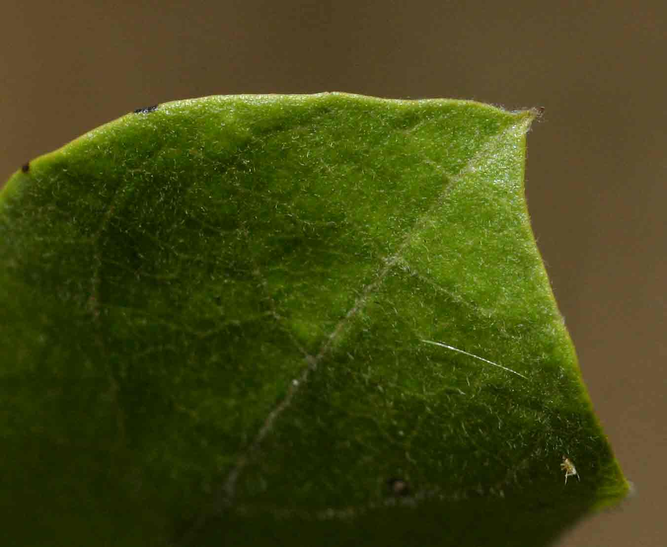 Combretum hereroense subsp. hereroense