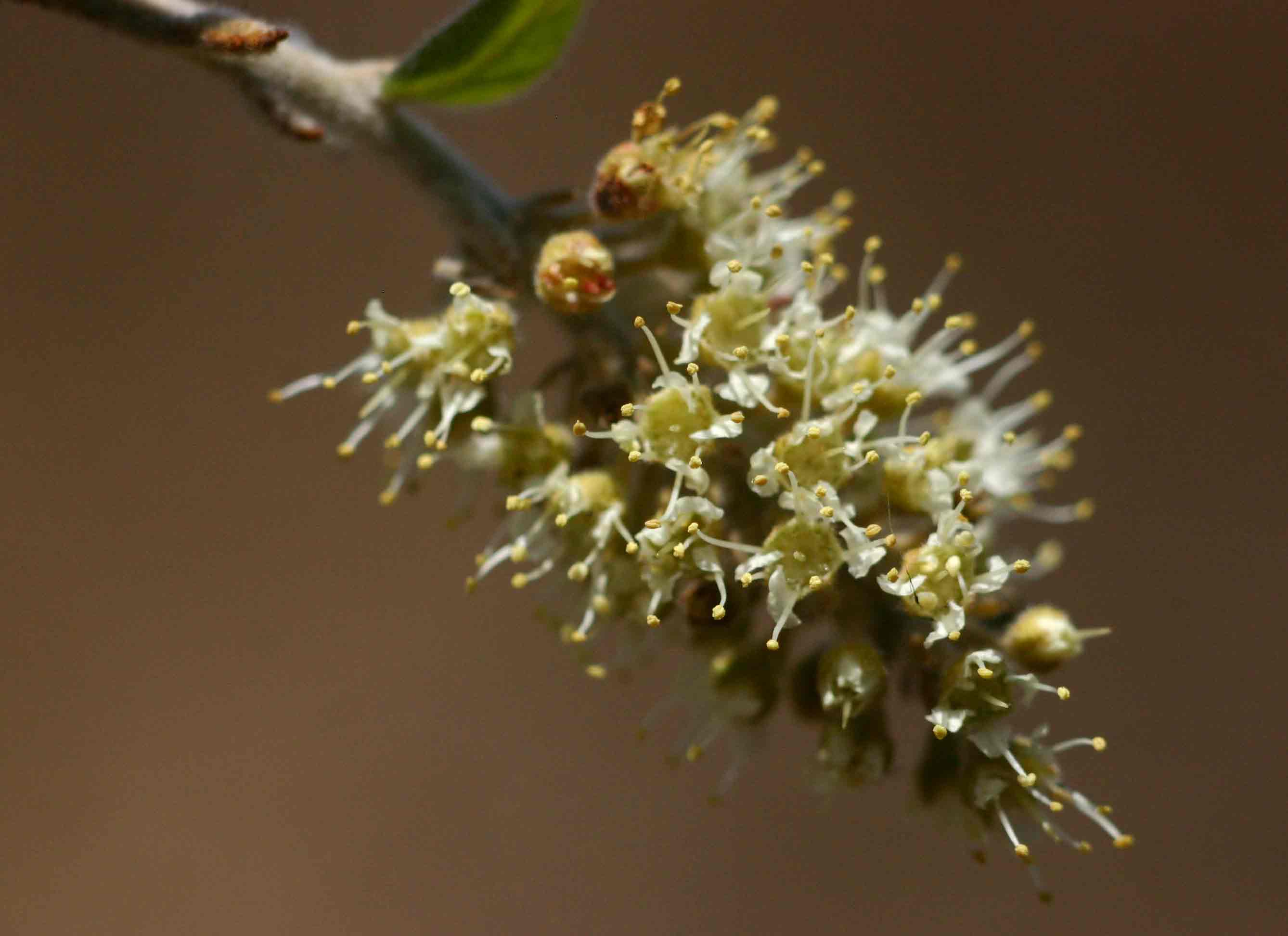 Combretum hereroense subsp. hereroense