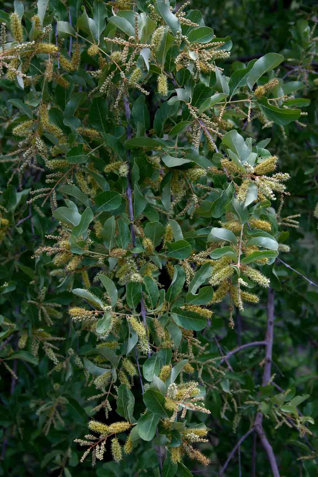 Combretum imberbe Combretum imberbe