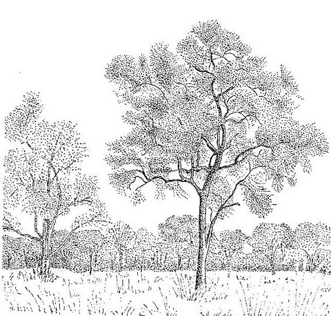 Combretum imberbe Combretum imberbe