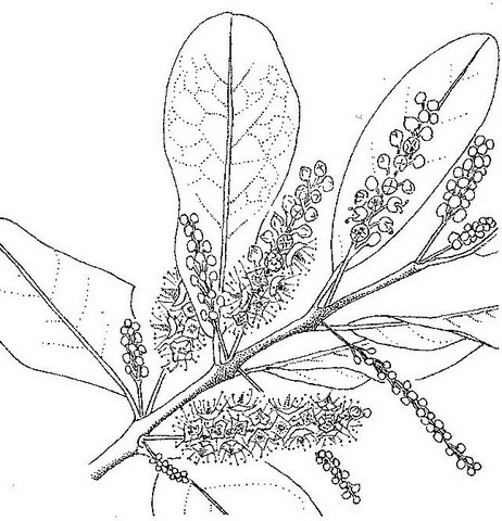Combretum imberbe