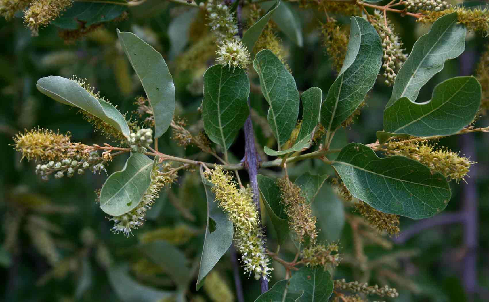 Combretum imberbe