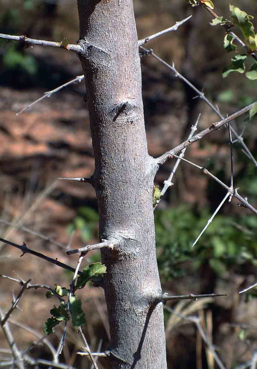 Combretum imberbe Combretum imberbe