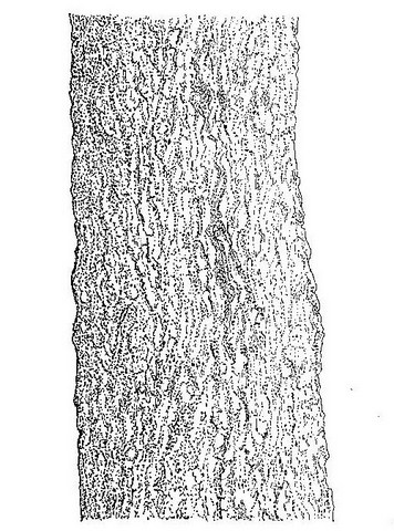 Combretum molle Combretum molle