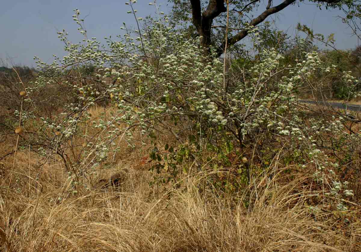 Combretum mossambicense