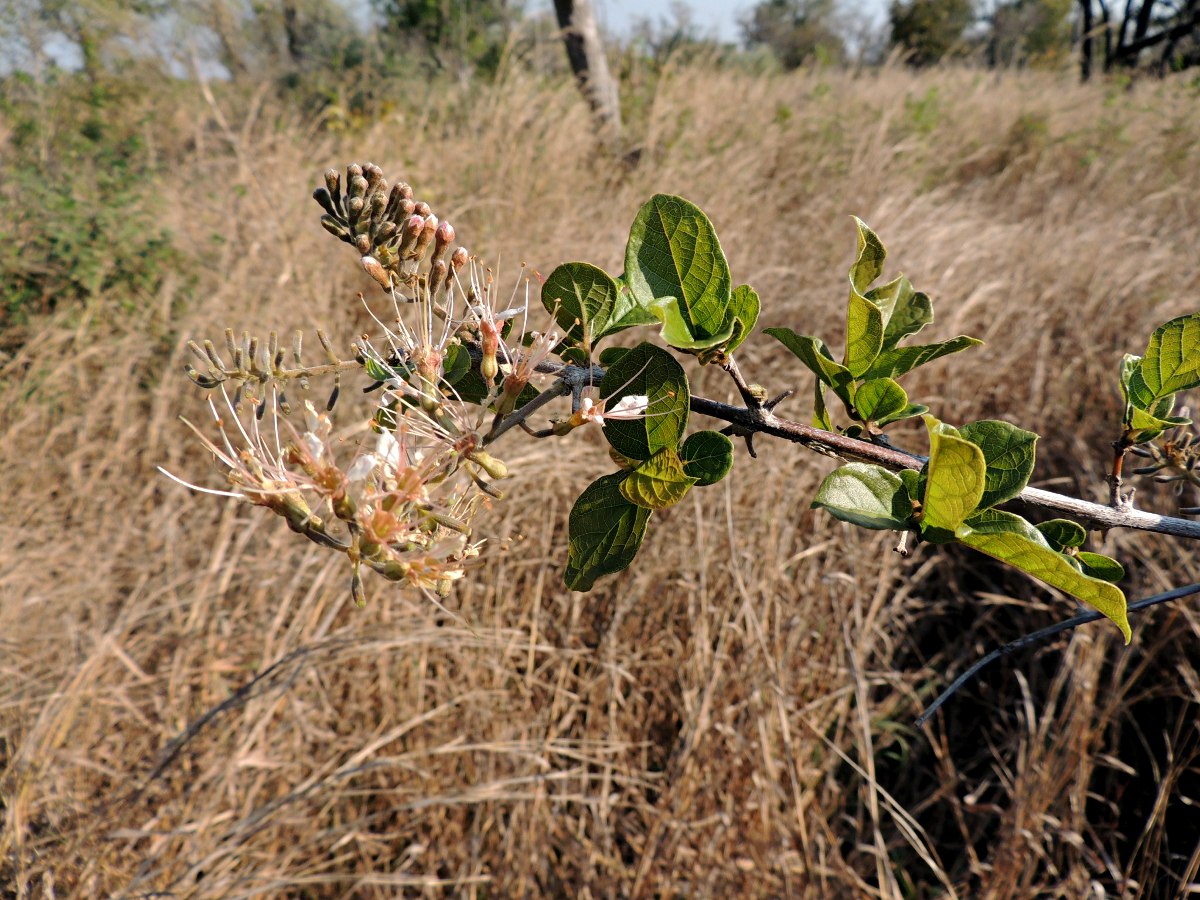 Combretum mossambicense