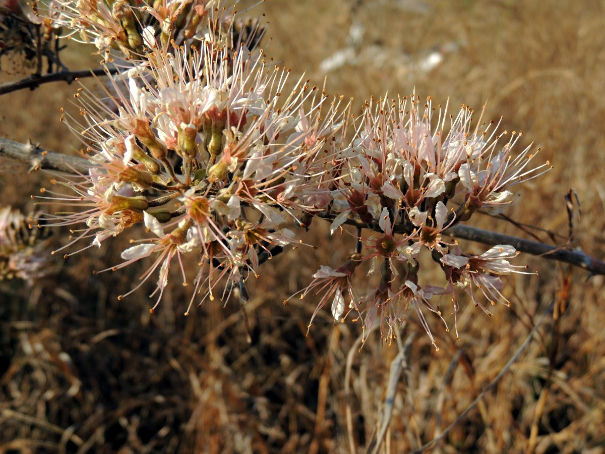 Combretum mossambicense