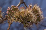 Combretum mossambicense