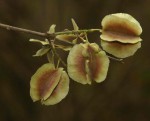 Combretum mossambicense