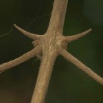Combretum mossambicense