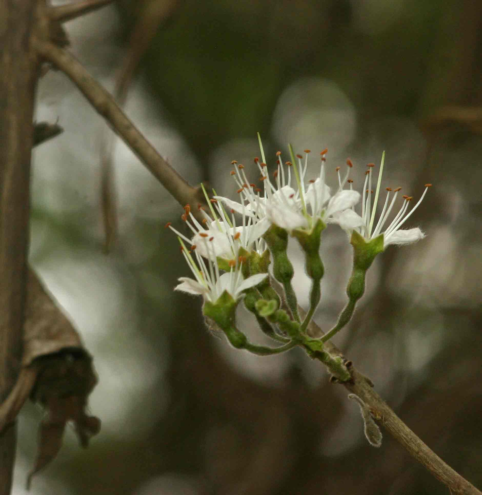 Combretum mossambicense Combretum mossambicense