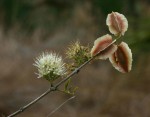 Combretum mossambicense