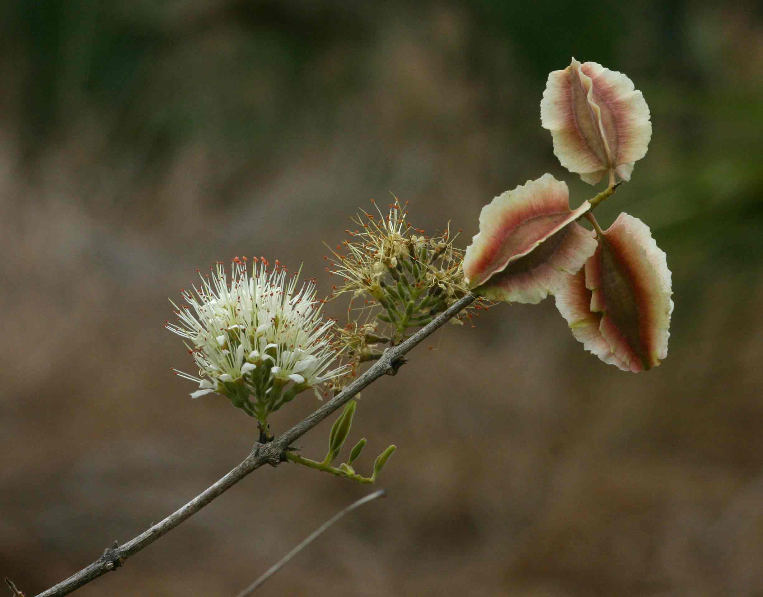 Combretum mossambicense Combretum mossambicense