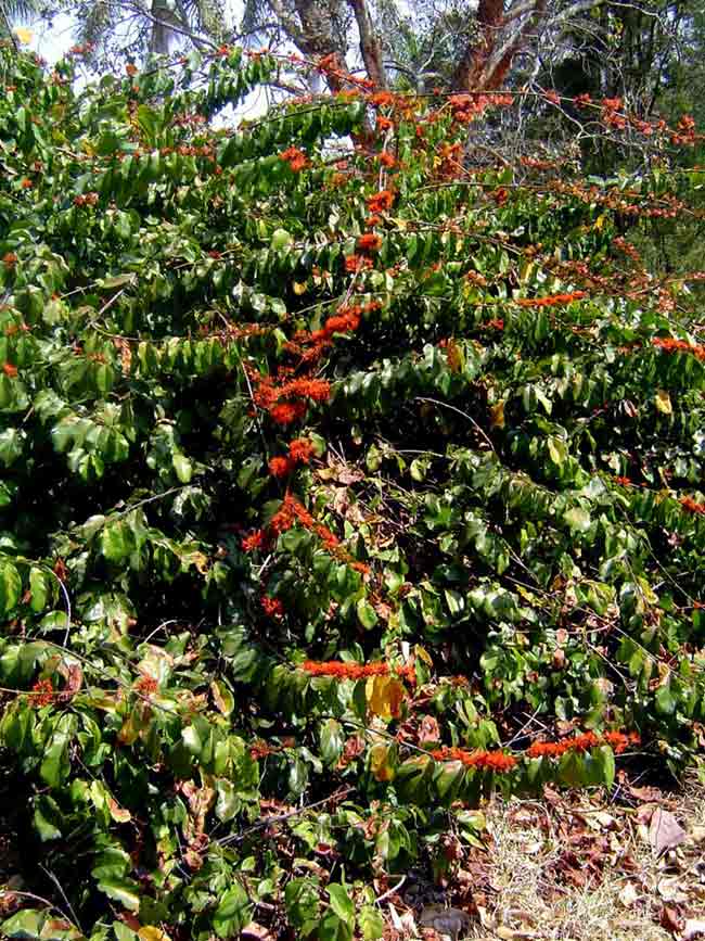 Combretum paniculatum Combretum paniculatum